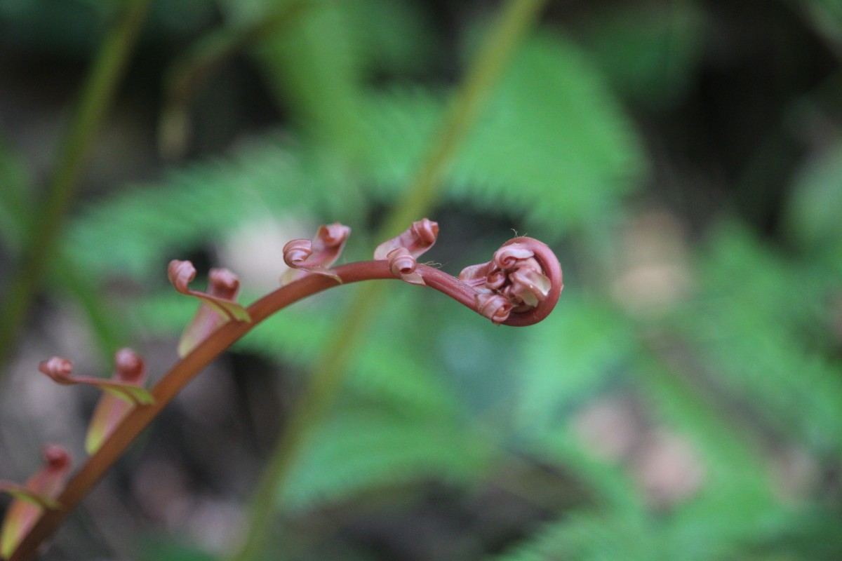 Blechnopsis orientalis  (L.) C.Presl